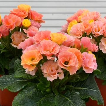 Primula acaulis Frilly Salmon and Peach - Kissenprimel