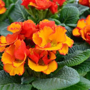 Primula Chinese New Year - Kissenprimel