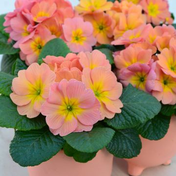 Primula Mango - Kissenprimel