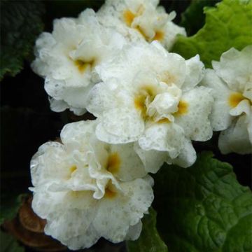 Primevère - Primula hybrida Mr Brouart