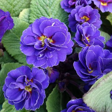 Primula Miss Indigo - Kissenprimel