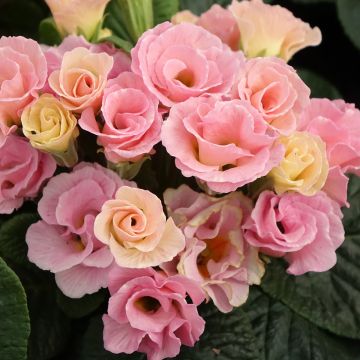 Primula Rosebud F1 Tutti frutti - Kissenprimel