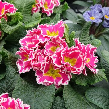 Primula Sweetie - Kissenprimel