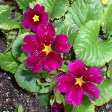 Primevère - Primula juliae Ideaal