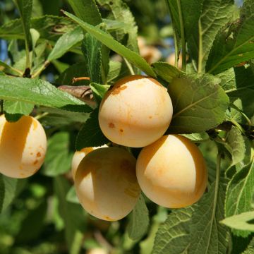 Mirabellenbaum Badoual Bio - Prunus
