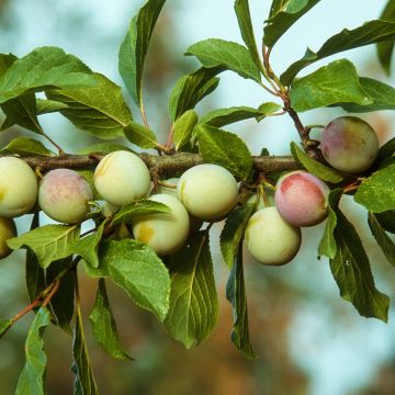 Prunier Reine Claude d'Oullins 