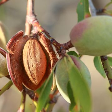 Mandelbaum Desmayo Largueta - Prunus dulcis