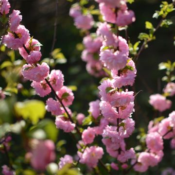 Cerisier à fleurs - Prunus glandulosa Sinensis