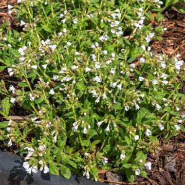 Lungenkraut Sissinghurst White - Pulmonaria