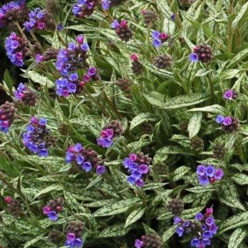 Langblättrige Lungenkraut - Pulmonaria longifolia subsp. cevennensis