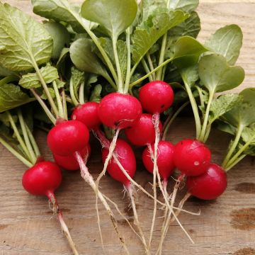 Rettich Cerise