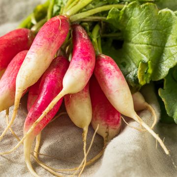 Rettich Breakfast Bio