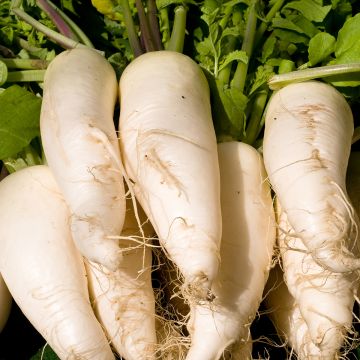 Rettich Rave blanche transparente
