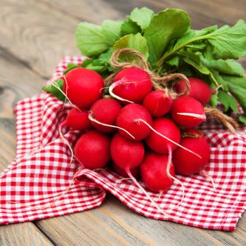 Rettich Scarlet Globe