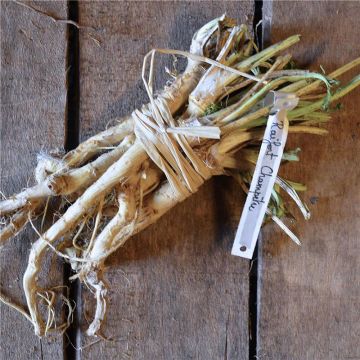 Meerrettich Ferme de Sainte Marthe - Armoracia rusticana