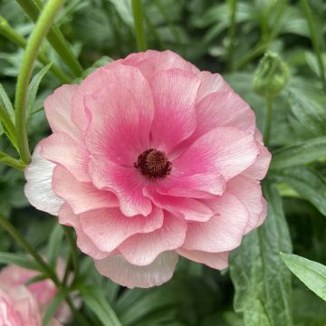 Ranunkel Butterfly Hera – Ranunculus asiaticus