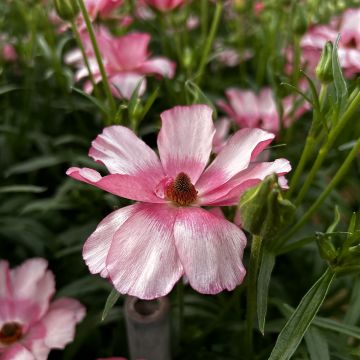 Ranunkel Butterfly Lycia – Ranunculus asiaticus