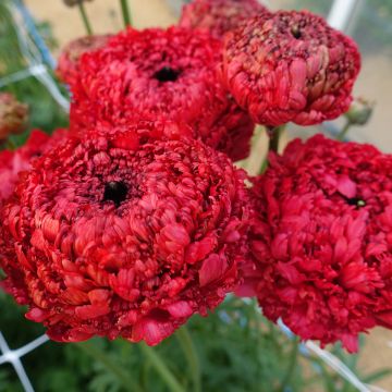 Ranunkel Poodle Chaouen II – Ranunculus asiaticus
