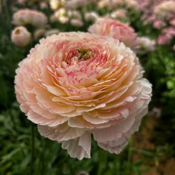 Ranunkel Romance Maritime – Ranunculus asiaticus