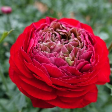 Ranunkel Romance Odon – Ranunculus asiaticus
