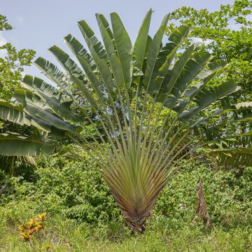 Baum der Reisenden (samen) - Ravenala madagascariensis