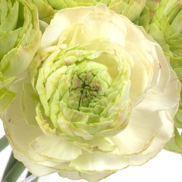 Ranunkel Supreme Light Green – Ranunculus asiaticus