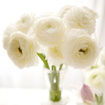 Ranunkel Vortex F1 White - Ranunculus