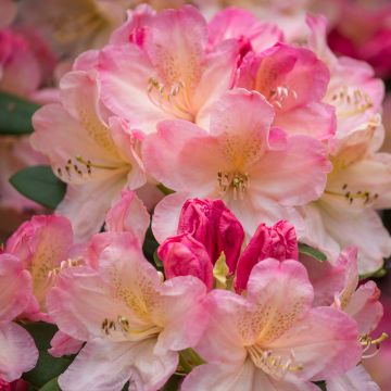 Rhododendron Rwain