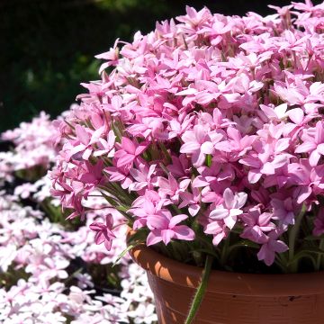 Rhodoxis Abigail - Grasstern