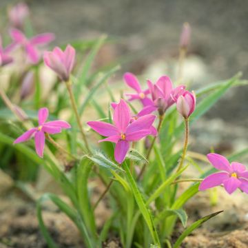 Rhodoxis Hebron Farm Rose - Grasstern