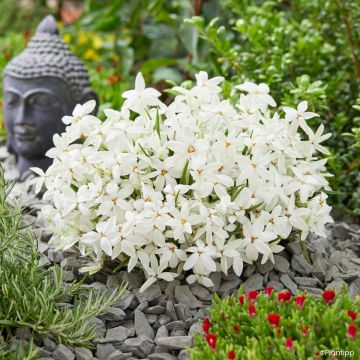 Rhodoxis Fairy Snow - Grasstern