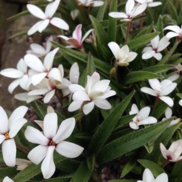Rhodoxis Summer Stars Peppermint - Grasstern