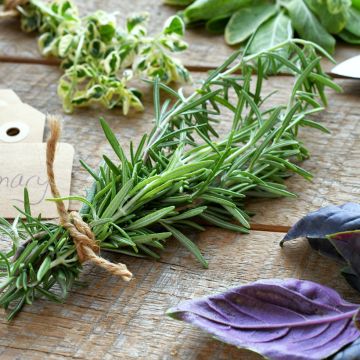 Rosmarin BIO (Samen) - Rosmarinus officinalis