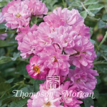 Rosa multiflora nana perpetua Garden Party (Samen) - Zwergrose