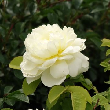 Rosa Imogen - Englische Rose