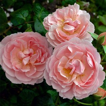 Rosa Strawberry Hill - Englische Rose