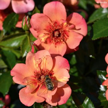 Rosa Decorosier Baia - Bodendecker-Rose