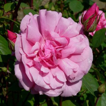 Rosa polyantha Cecile brunner - Kletterrose