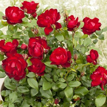 Rosier Patio Rose Milano