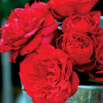 Rosier Generosa Zayed of Abu Dhabi