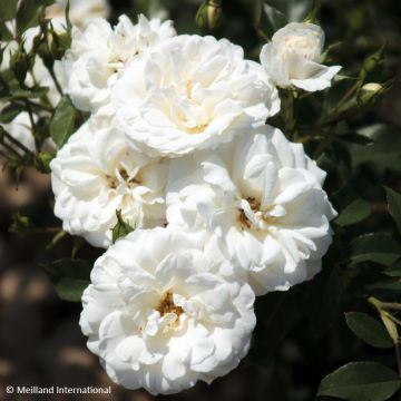 Rosa Carte Blanche - Beetrose