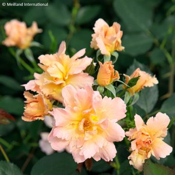 Rosa Flame Origami  - Beetrose