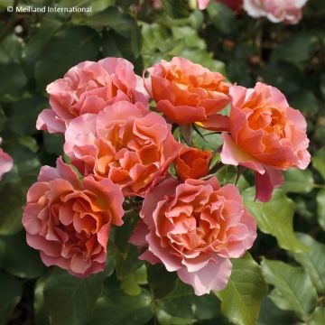 Rosa Jean Cocteau - Beetrose