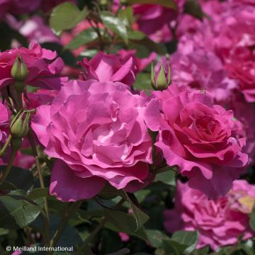 Rosa Manou Meilland - Beetrose