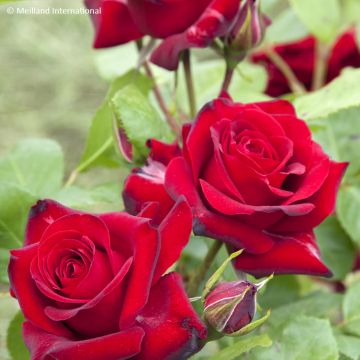 Rosa Paganini - Beetrose