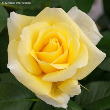 Rosa Rustica III - Beetrose