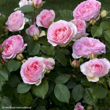 Rosa Sophia Romantica - Beetrose