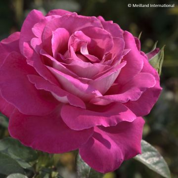 Rosa Baronne Edmond de Rothschild - Edelrose