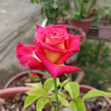 Rosa Bicolette - Edelrose