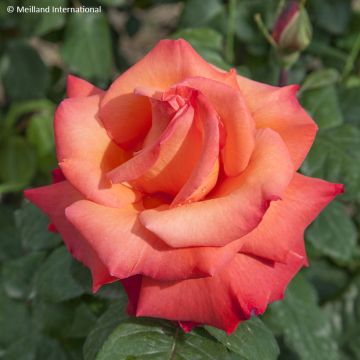 Rosa Christophe Colomb - Edelrose